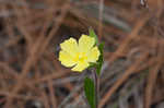 Carolina frostweed